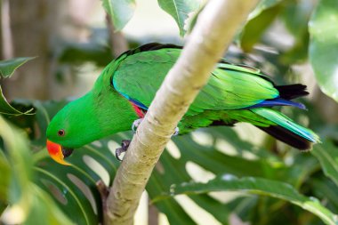 Alexandrine Muhabbet kuşu bir ağaç dalında oturuyor.