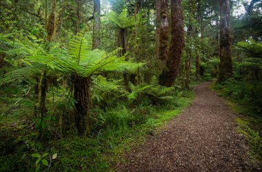 Yeni Zelanda tropikal ormanlarında yürüyüş izleri.