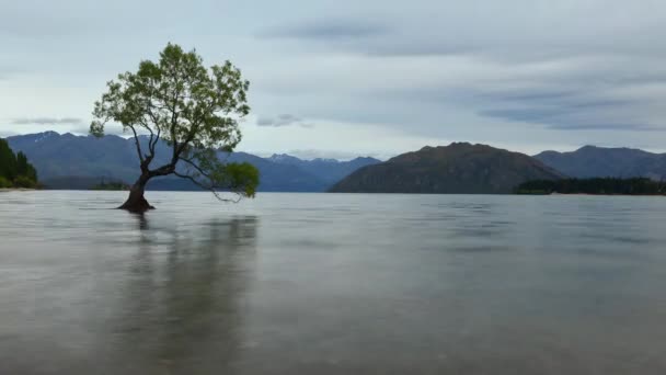 新西兰南岛瓦纳卡湖标志性树木的时间间隔视频 — 图库视频影像