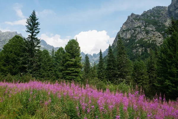Hermosas Flores Montaña Altos Tatras Eslovaquia — Foto de Stock