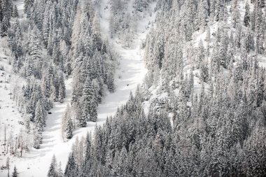 Kış Ormanında Karla Kaplanmış Ağaçlar