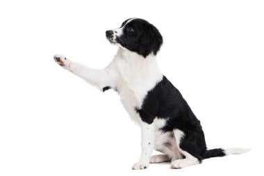 Beyaz arka planda izole edilmiş şirin, genç bir sınır köpeği.