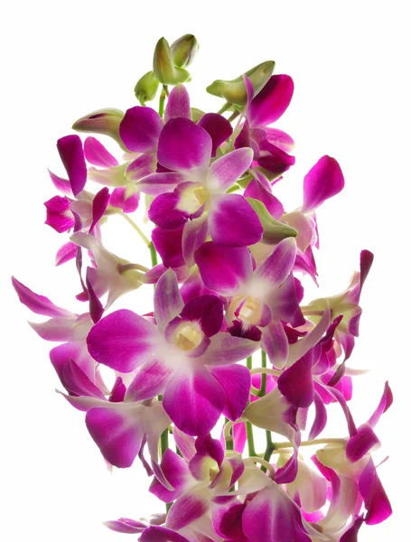 Beyaz bir arka plan üzerinde orkide buketi