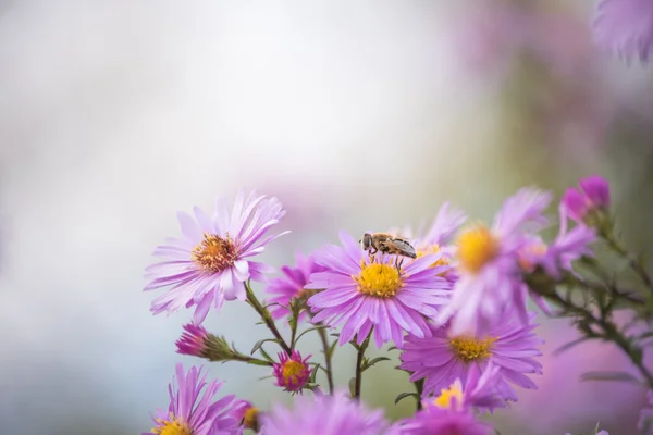Bir çiçek üzerinde oturan ve polen toplama arı