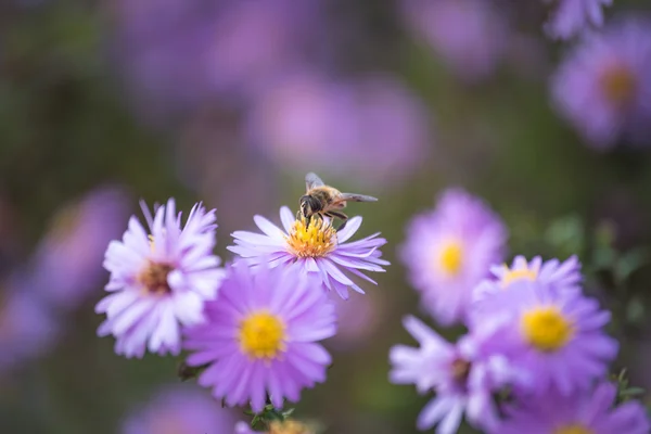 Bir çiçek üzerinde oturan ve polen toplama arı