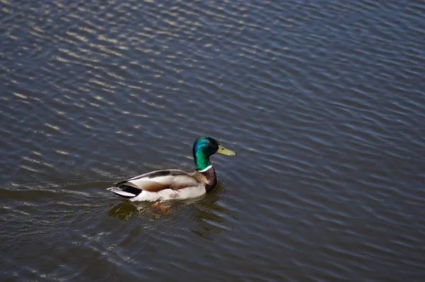 Mallard Eend Vijverwater — Stockfoto