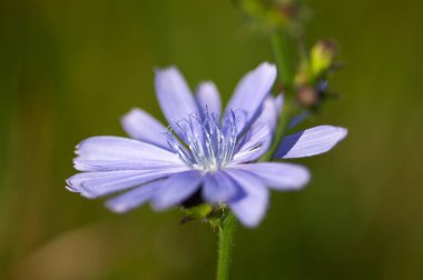 Tek hindiba çiçeği yakından.