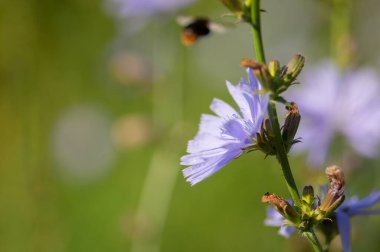 Tek hindiba çiçeği yakından.