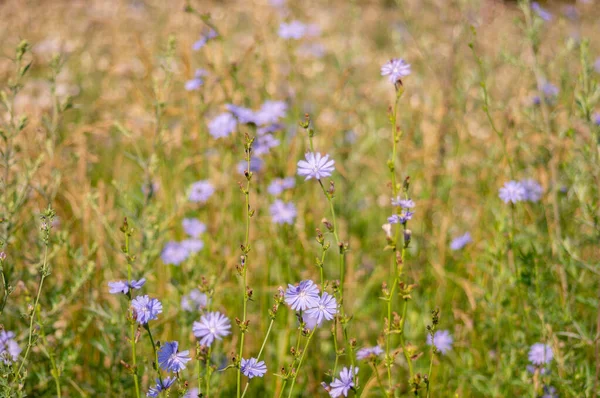 Summer Chicory Flower Meadow — Stock Photo, Image
