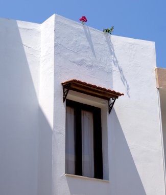 Bitki ve çiçek duvar