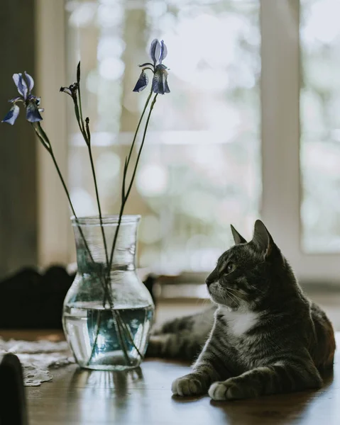 Köy Evindeki Gri Şirin Kedi Çiçeklerle Birlikte Masanın Üzerinde — Stok fotoğraf