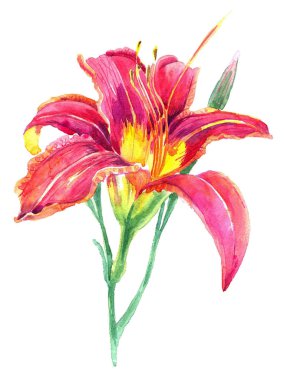 Suluboya ile beyaz bir arka plan üzerinde lily