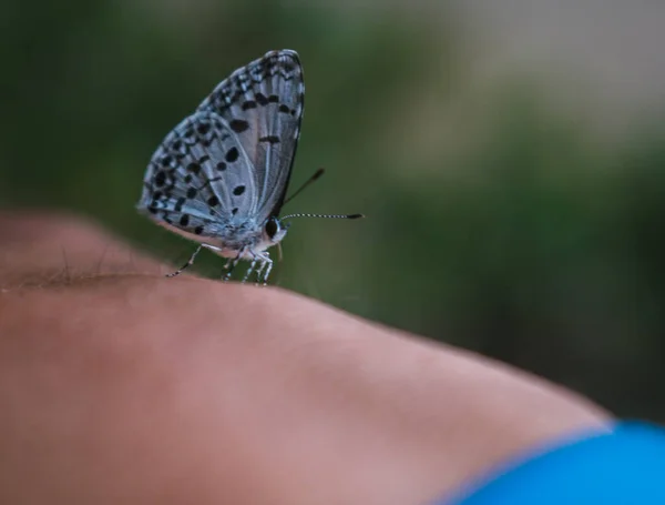 Small Butterfly Sitting Hand Forest Region Meghalaya — Stockfoto