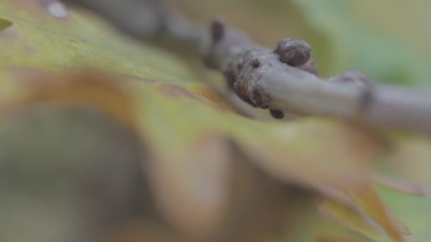 Macro branche 