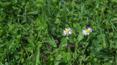Daysies