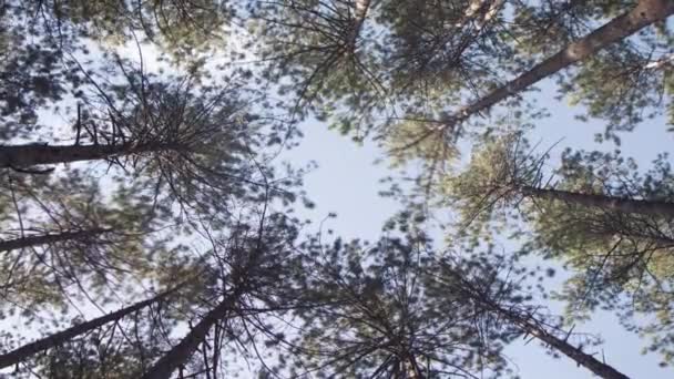 Sommets des arbres Vidéo De Stock Libre De Droits