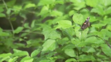 Kapalı uçan kelebek