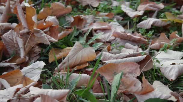 Podzimní listy a tráva — Stock video