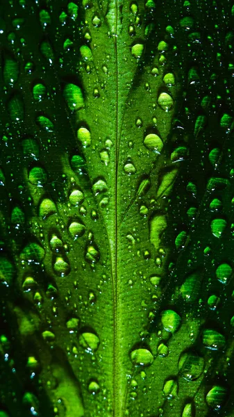 Krople Wody Zielonej Makro Fotografii Liści Roślin Tropikalnych Domu — Zdjęcie stockowe