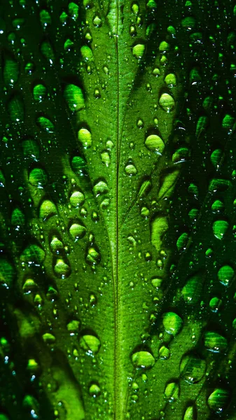 Wassertropfen Auf Einem Grünen Blatt Makrofotografie Tropischer Pflanzen Hause Stockbild