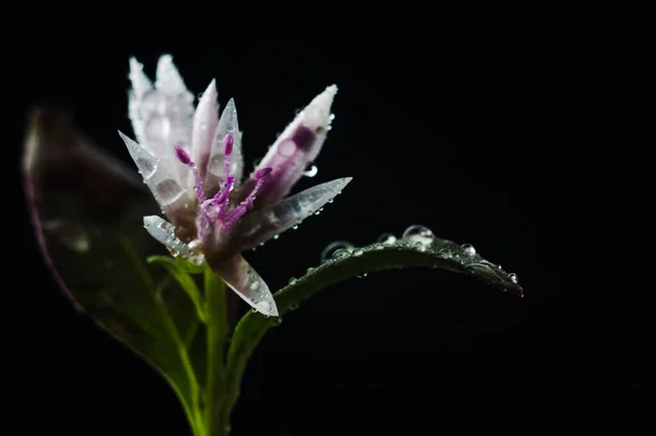 Rosa Blume Auf Schwarzem Hintergrund Isoliert Nahaufnahme Regentropfen Morgentau Auf Stockbild