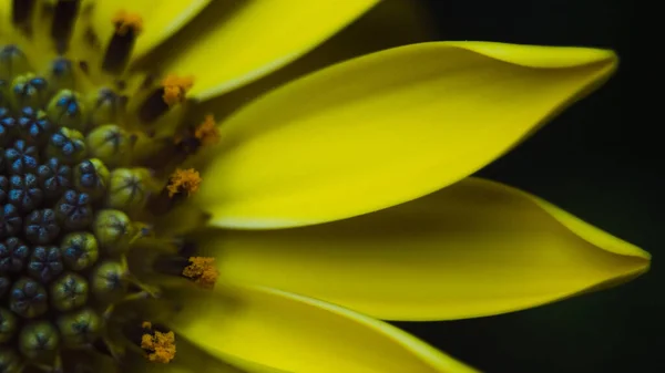 Gelbe Blume Gänseblümchen Nahaufnahme Isolierte Detail Blume Blütenblatt Pollen Morgentau Stockfoto