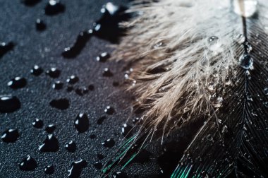 Bir kuşun tüyünün soyut makro fotoğrafına su damlaları düşer.