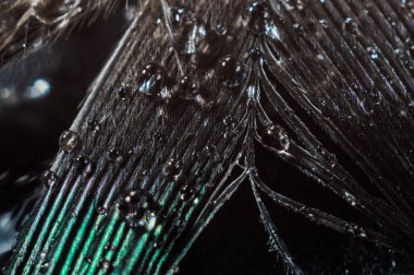 Bir kuşun tüyünün soyut makro fotoğrafına su damlaları düşer.