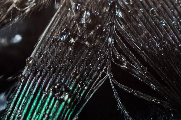 Bir kuşun tüyünün soyut makro fotoğrafına su damlaları düşer.