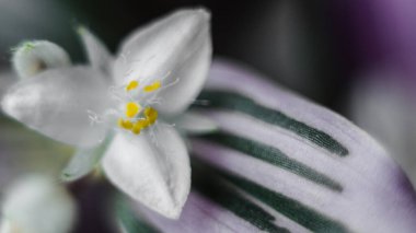 Mor bir tradescantia çiçeğine yakından bak. Detayları kapat. Doğal fotoğrafçılık bitkisi yaprağı yeşil beyaz çiçek yaprakları.