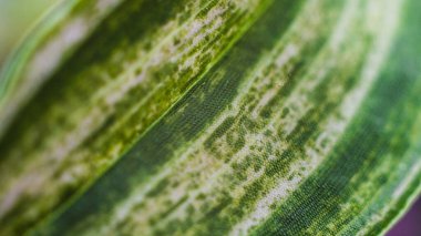 Mor bir Tradescantia çiçeğinin yakınına. Detayları kapat. Doğal fotoğrafçılık bitkisi yaprağı yeşil.