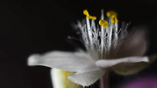 Zbliżenie Purpurowy Tradescantia Kwiat Zbliżenie Detal Naturalny Fotografia Roślina Liść — Zdjęcie stockowe