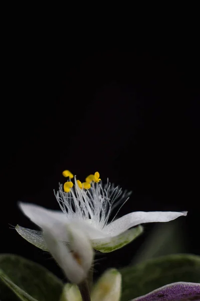 Zbliżenie Purpurowy Tradescantia Kwiat Zbliżenie Detal Naturalny Fotografia Roślina Liść — Zdjęcie stockowe
