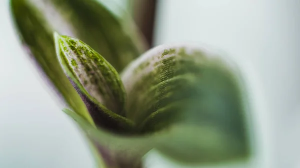 Nahaufnahme Einer Lila Tradescantia Blume Nahaufnahme Detail Natürliche Fotografie Pflanze — Stockfoto