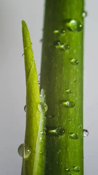 Joven Planta Germinación Siembra Primavera Nueva Vida Ecología Armonía Con — Foto de Stock