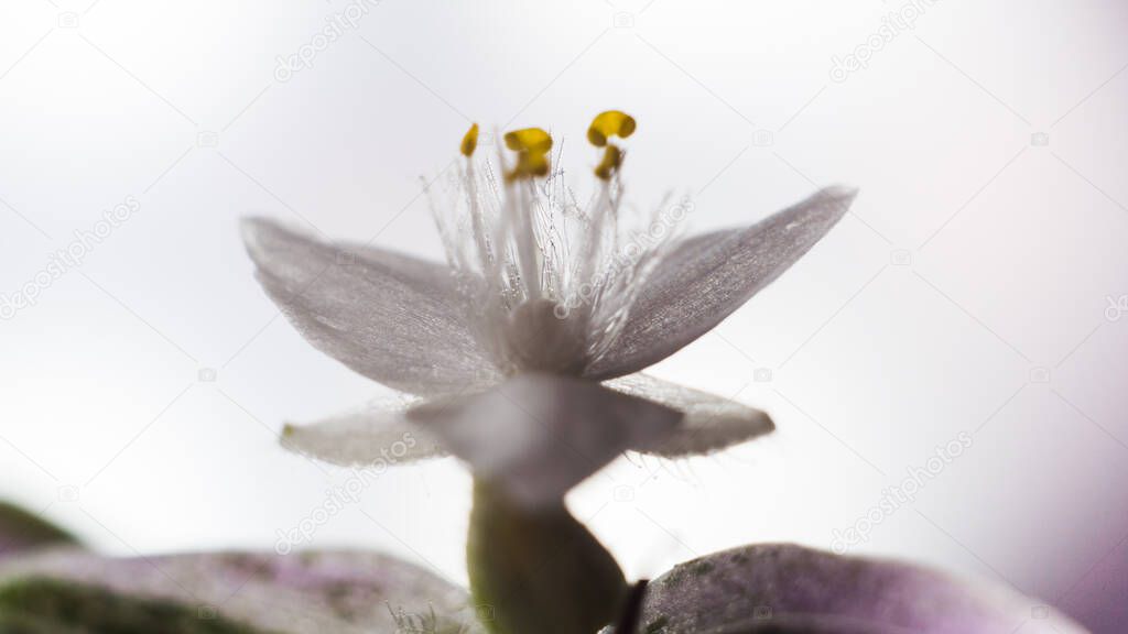 close up of a purple tradescantia flower close up detail natural photography plant leaf green pink white flower petals small beautiful plant home decoration