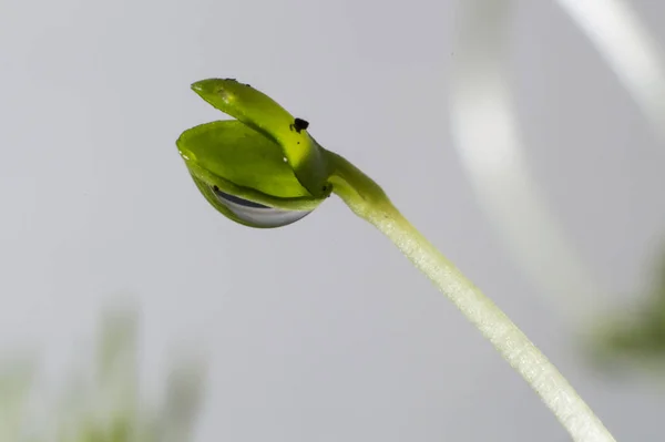 Молода Рослина Проростає Посіває Весну Нову Екологію Життя Гармонії Природою — стокове фото