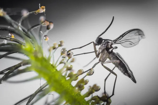 Moustique Insecte Mouche Attrapé Par Sundew Feuille Piège Sucré Jus — Photo