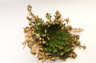 Beyaz arka planda sahte Jericho bitkisi. Makro detayları yakın plan. Fotoğraf doğası.