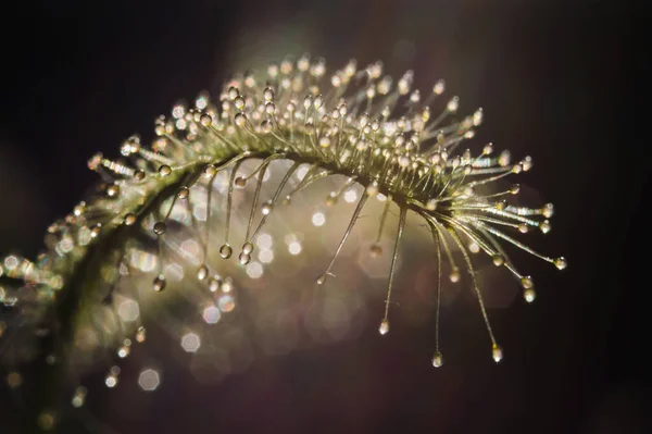 Tropfen Auf Den Blättern Von Sonnenblumen Nahaufnahme Detail Natürliche Foto — Stockfoto