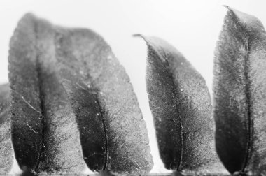 Beyaz arka planda yeşil eğreltiotu yaprağı hiç kimse yaprakların detaylarını kapatamaz makro doğal fotoğrafçılık bitkisi yeşil ev dekorasyonu bitkileri siyah beyaz