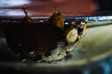 Japon uğurböceği siyah ve kırmızı makro fotoğrafçılık beyaz arka planda izole edilmiş detayları kapat. Doğal fotoğrafçılık böcekleri, hayvanlar, temiz hava, açık hava parkı, bahar ormanı.