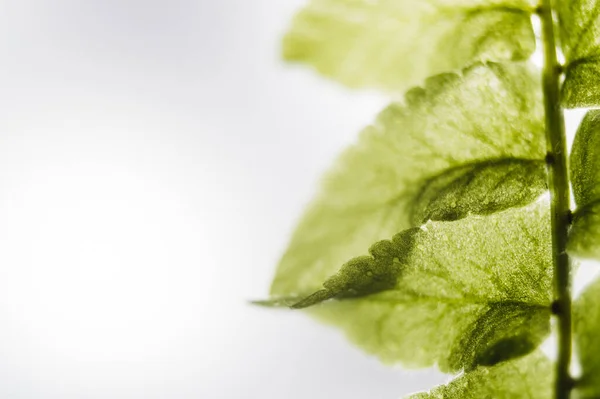 green fern leaf on white background isolated no people close up details of leaves macro natural photographic herb green leaves home decoration house plants