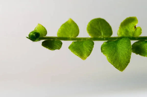 green fern leaf on white background isolated no people close up details of leaves macro natural photographic herb green leaves home decoration house plants