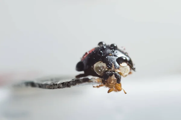 Japanese Ladybug Black Red Macro Photography Close Details Isolated White — Stock Photo, Image