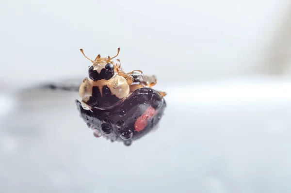 Japanese Ladybug Black Red Macro Photography Close Details Isolated White — Stock Photo, Image