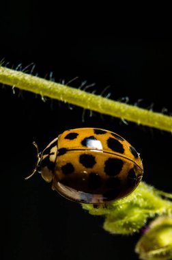 Japon uğurböceği siyah ve kırmızı makro fotografları beyaz arka planda izole edilmiş detayları kapatın. Doğal fotoğrafçılık, vahşi yaşam böcekleri hayvanlar, temiz hava, açık hava parkı ormanı siyah ve beyaz kaplıyor.