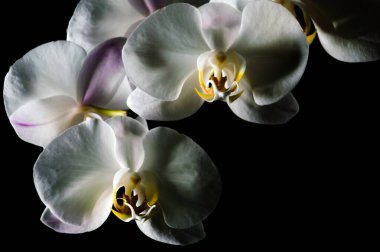 Beyaz orkide siyah zemin üzerinde izole edilmiş makro fotoğrafçılık egzotik bitkiler iç dekorasyon doğal duvar kağıdı sarı çiçek