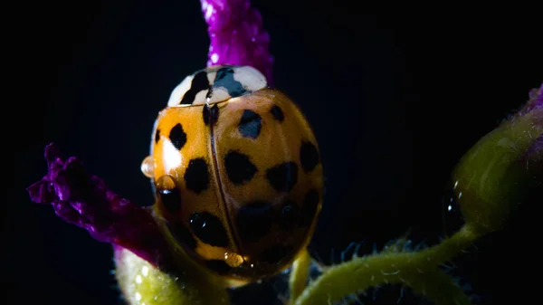 Japanischer Marienkäfer Schwarz Und Rot Makrofotografie Nahaufnahme Details Isoliert Auf — Stockfoto