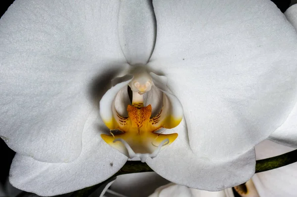 Beyaz Orkide Siyah Zemin Üzerinde Izole Edilmiş Makro Fotoğrafçılık Egzotik — Stok fotoğraf